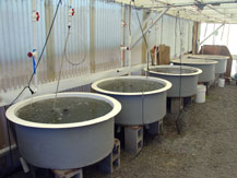 circular fiberglass aquaculture tanks